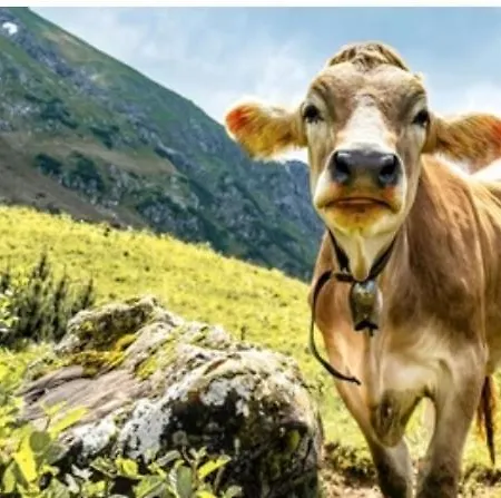 Weber Alpenveilchen Lägenhet Lechbruck